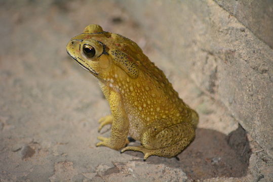 Image of asian black spotted toad