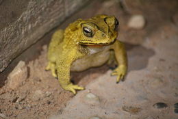 Image of asian black spotted toad