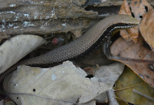 Imagem de Eutropis longicaudata (Hallowell 1857)