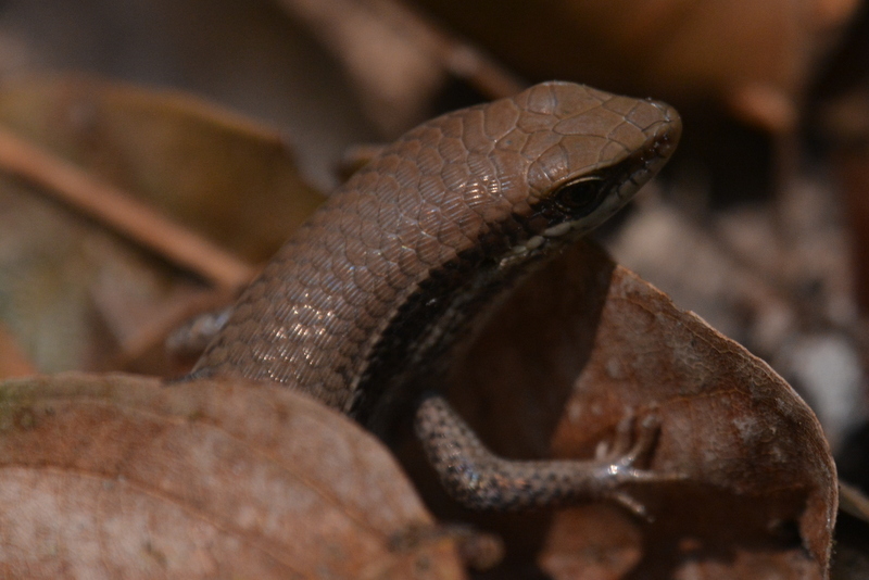 Imagem de Eutropis longicaudata (Hallowell 1857)