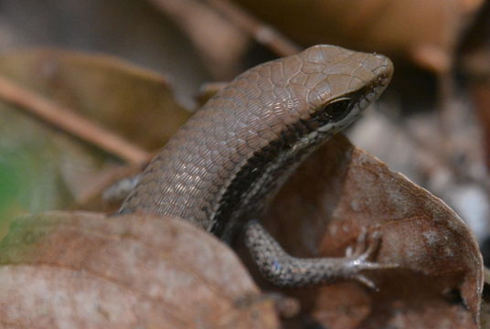 Imagem de Eutropis longicaudata (Hallowell 1857)