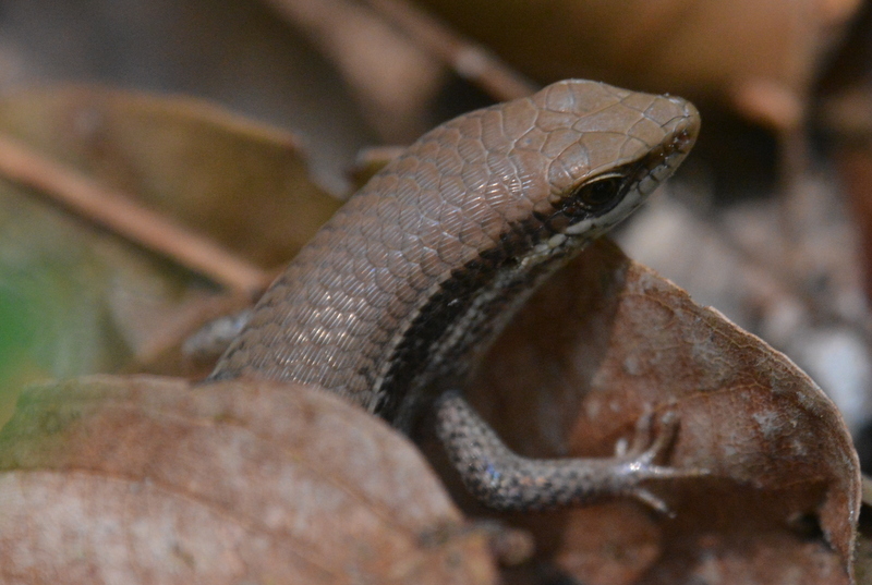 Eutropis longicaudata (Hallowell 1857) resmi