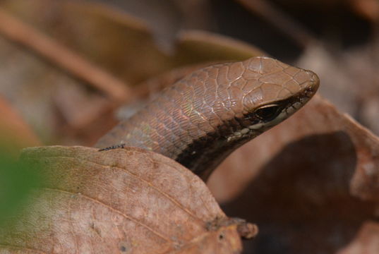 Imagem de Eutropis longicaudata (Hallowell 1857)