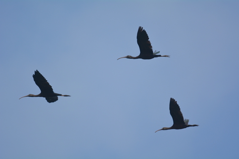 Image of Glossy Ibis