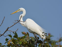 Image of Eastern great egret