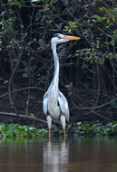 Image of Grey Heron