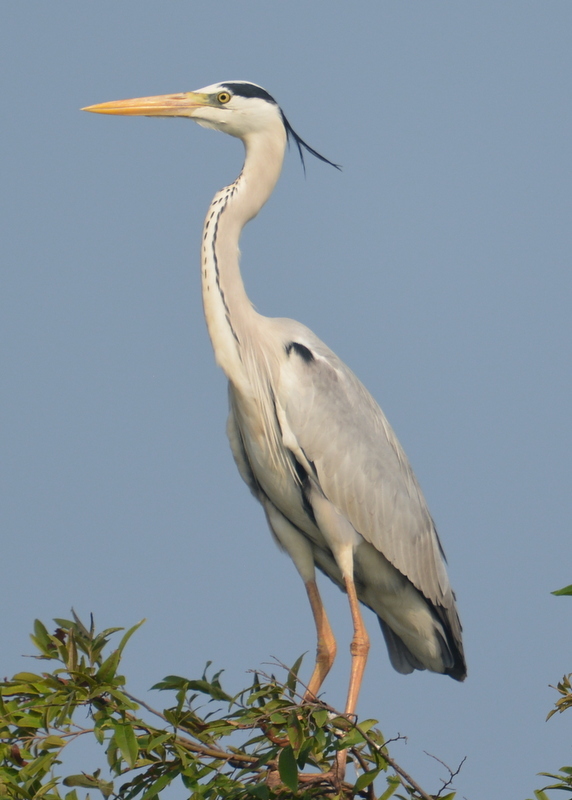 Image of Grey Heron