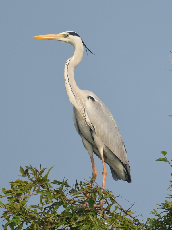 Image of Grey Heron