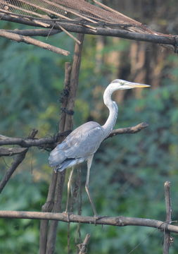 Image of Grey Heron