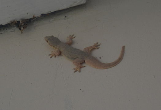 Image of Flat-tailed House Gecko