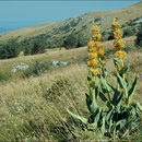 Image of Gentiana lutea subsp. symphyandra (Murb.) Hayek