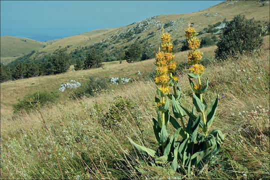 Image of Gentiana lutea subsp. symphyandra (Murb.) Hayek