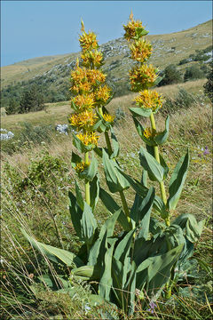 Image of Gentiana lutea subsp. symphyandra (Murb.) Hayek