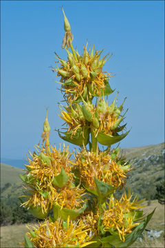 Image of Gentiana lutea subsp. symphyandra (Murb.) Hayek