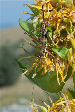 Image of Gentiana lutea subsp. symphyandra (Murb.) Hayek