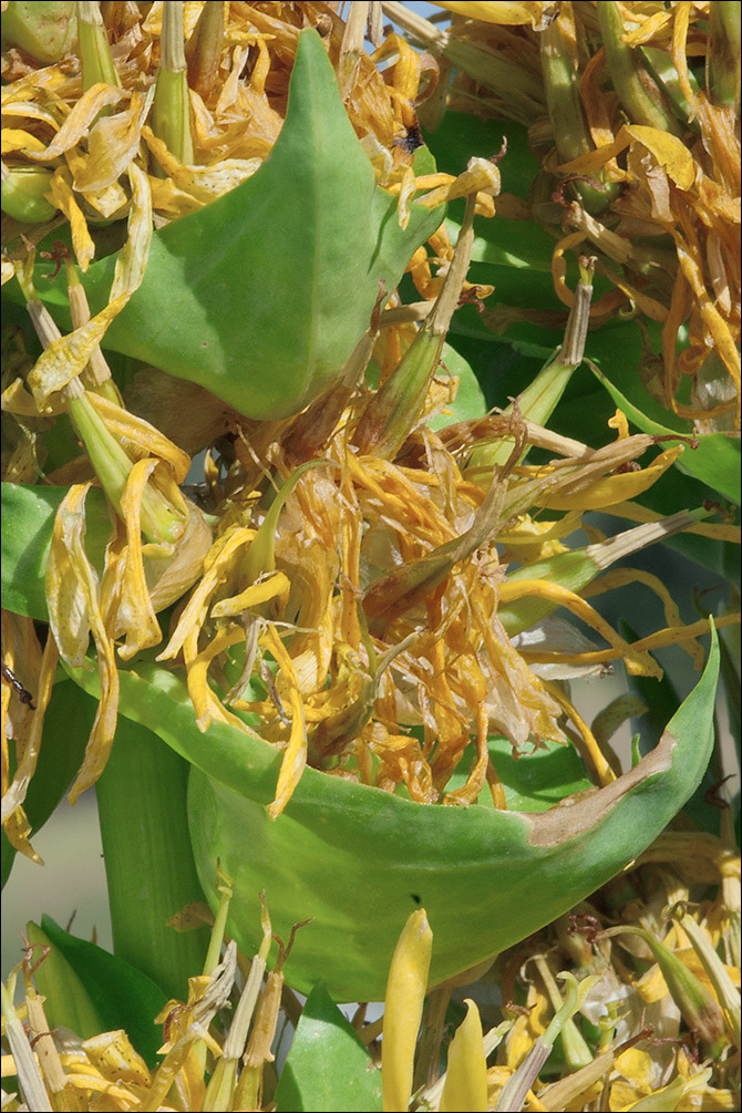 Image of Gentiana lutea subsp. symphyandra (Murb.) Hayek