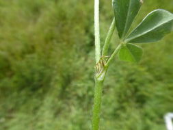 Image of knotted clover