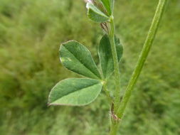 Image of knotted clover