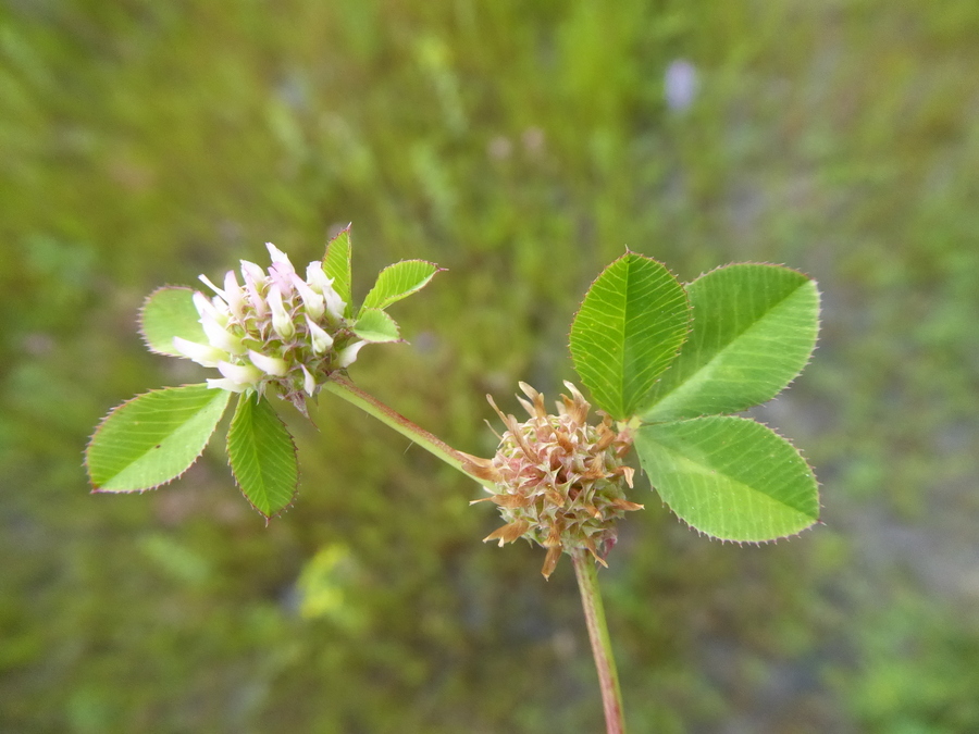 Image de Trifolium glomeratum L.