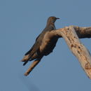 Image of Himalayan Cuckoo