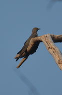 Image of Himalayan Cuckoo