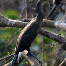 Image of Indian Cormorant