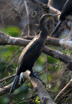Image of Indian Cormorant