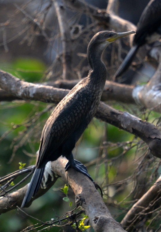 Plancia ëd Phalacrocorax fuscicollis Stephens 1826