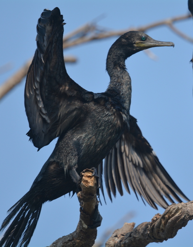 Plancia ëd Phalacrocorax fuscicollis Stephens 1826