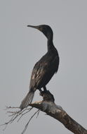 Plancia ëd Phalacrocorax fuscicollis Stephens 1826