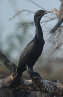 Plancia ëd Phalacrocorax fuscicollis Stephens 1826