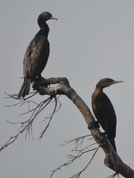 Plancia ëd Phalacrocorax fuscicollis Stephens 1826