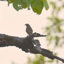 Image of Indochinese Bush Lark