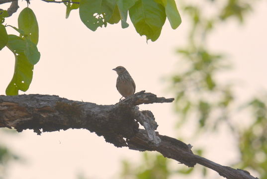 Image of Indochinese Bush Lark