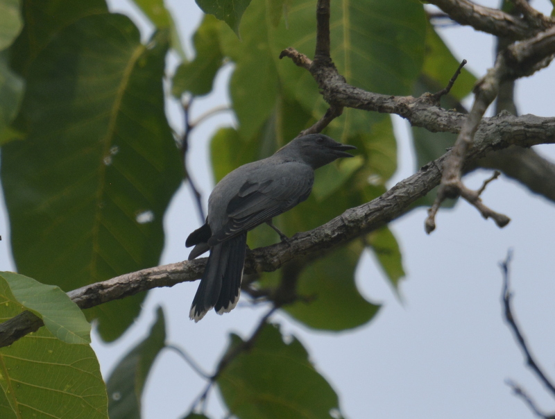 Image of <i>Coracina polioptera</i>