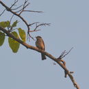 Image of Large Woodshrike