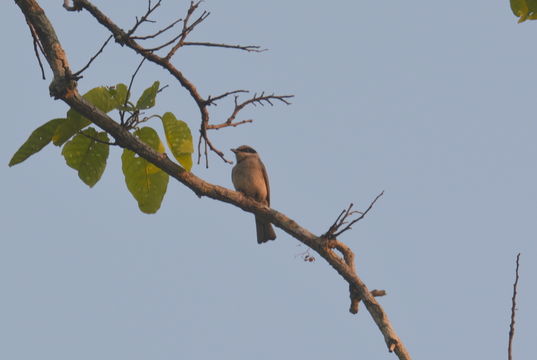 Image of Large Woodshrike