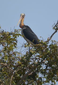 Image of Lesser Adjutant Stork