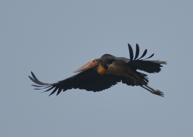 Image of Lesser Adjutant Stork