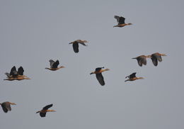 Image of Lesser Whistling Duck