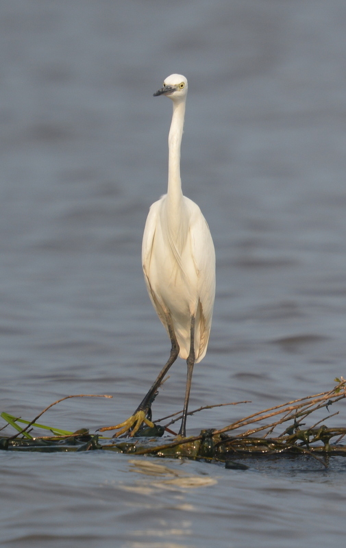 Image of Little Egret