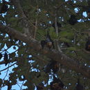 Image of Lyle's Flying Fox