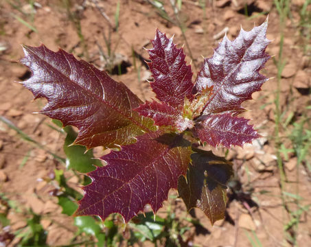 Image de Quercus chrysolepis Liebm.