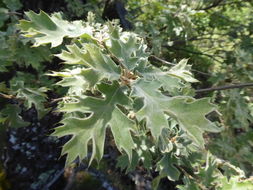 Image of California black oak