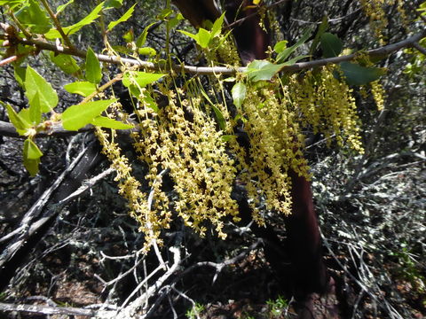 Image of canyon live oak