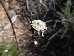 Imagem de Helianthella californica A. Gray