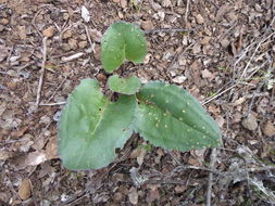 Image of rayless ragwort