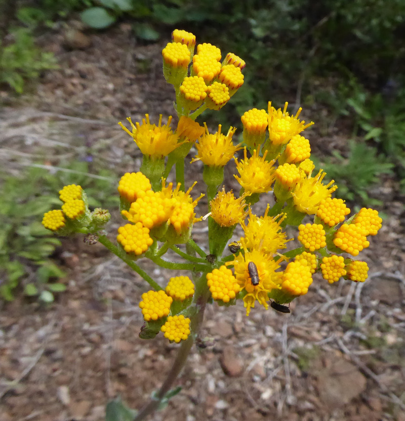 Image of rayless ragwort