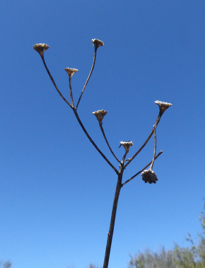 Image of rayless ragwort