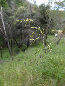 صورة Melica bulbosa Porter & J. M. Coult.